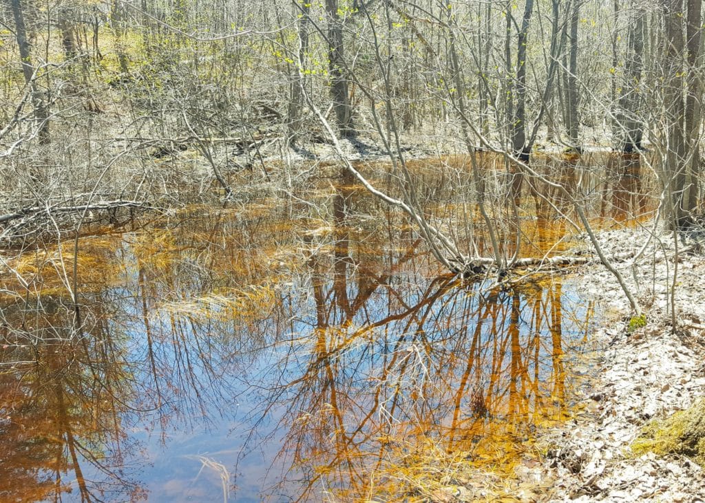 Vernal Pools Springing To Life