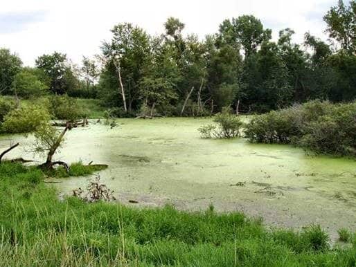Body of water with green algae