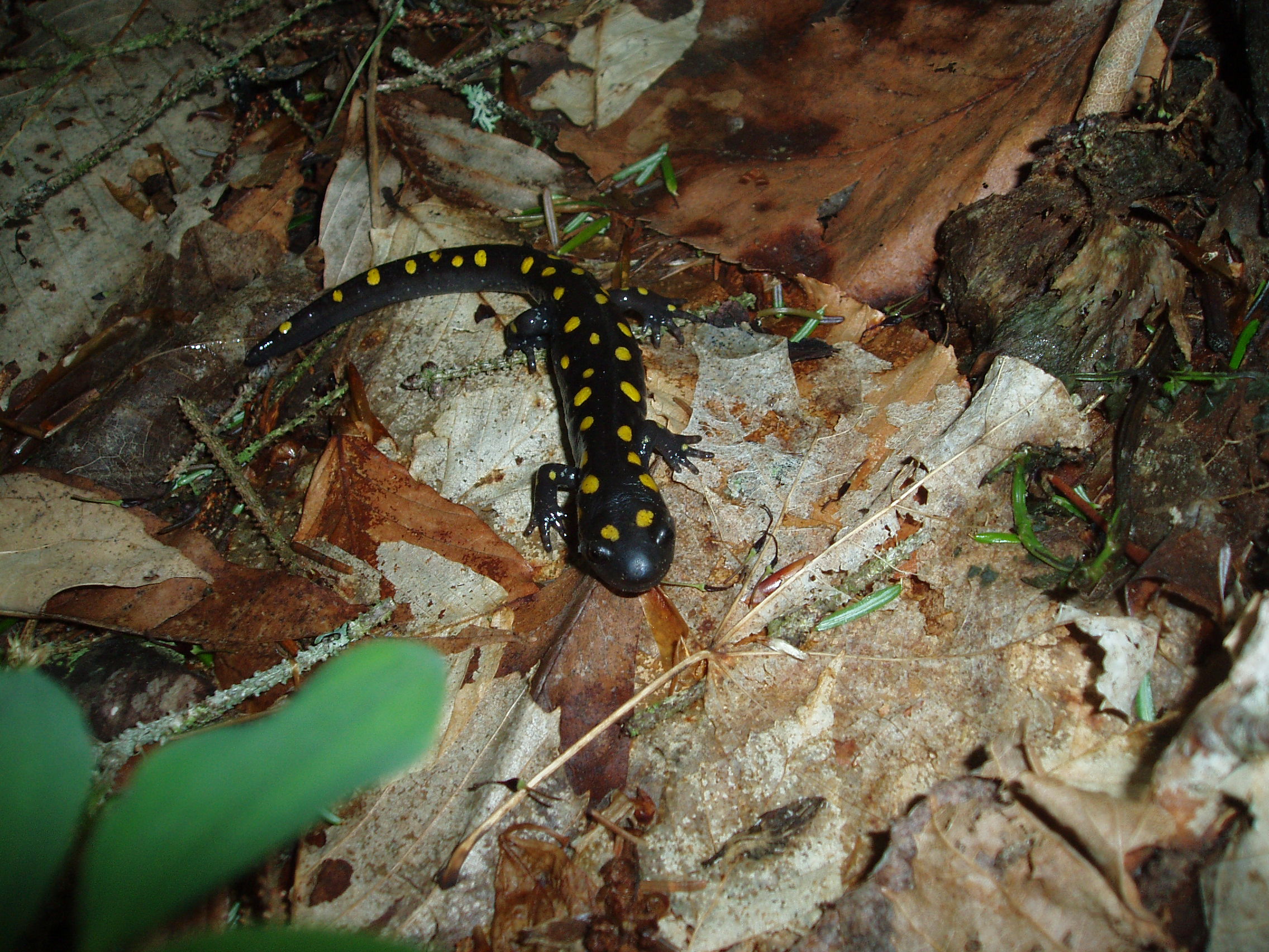 Spotted salamander, a common amphibian species throughout New England that relies on healthy wetlands for its life cycle habitat.