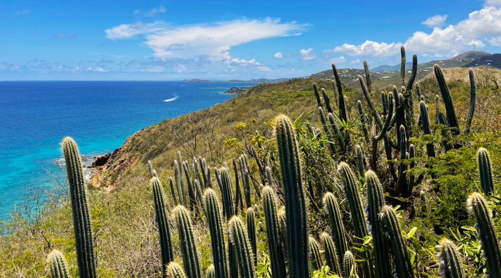 A photo from the Virgin Islands with cacti in the foreground and beautiful blue water in the background. 