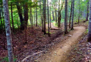 A photo from a different angle of a mountain bike trail that Hoyle Tanner did environmental permitting for.