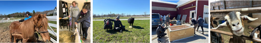 Linear collage of our time volunteering at Merrymac Farm Sanctuary