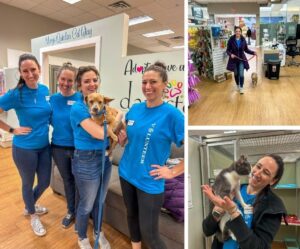 A square collage of our team volunteering with Darbster Rescue, holding puppies and cats.