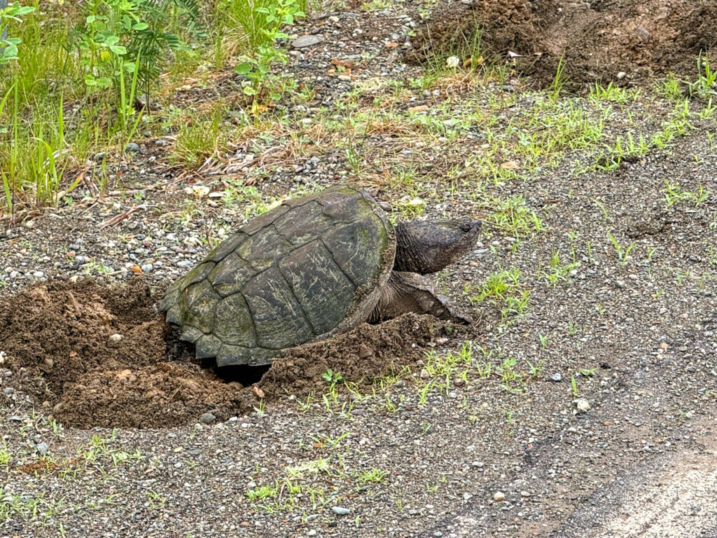 A photo of a turtle taken during our MaineDOT hydraulics projects
