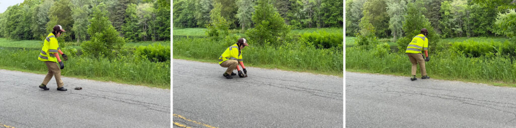Lynne saves a turtle