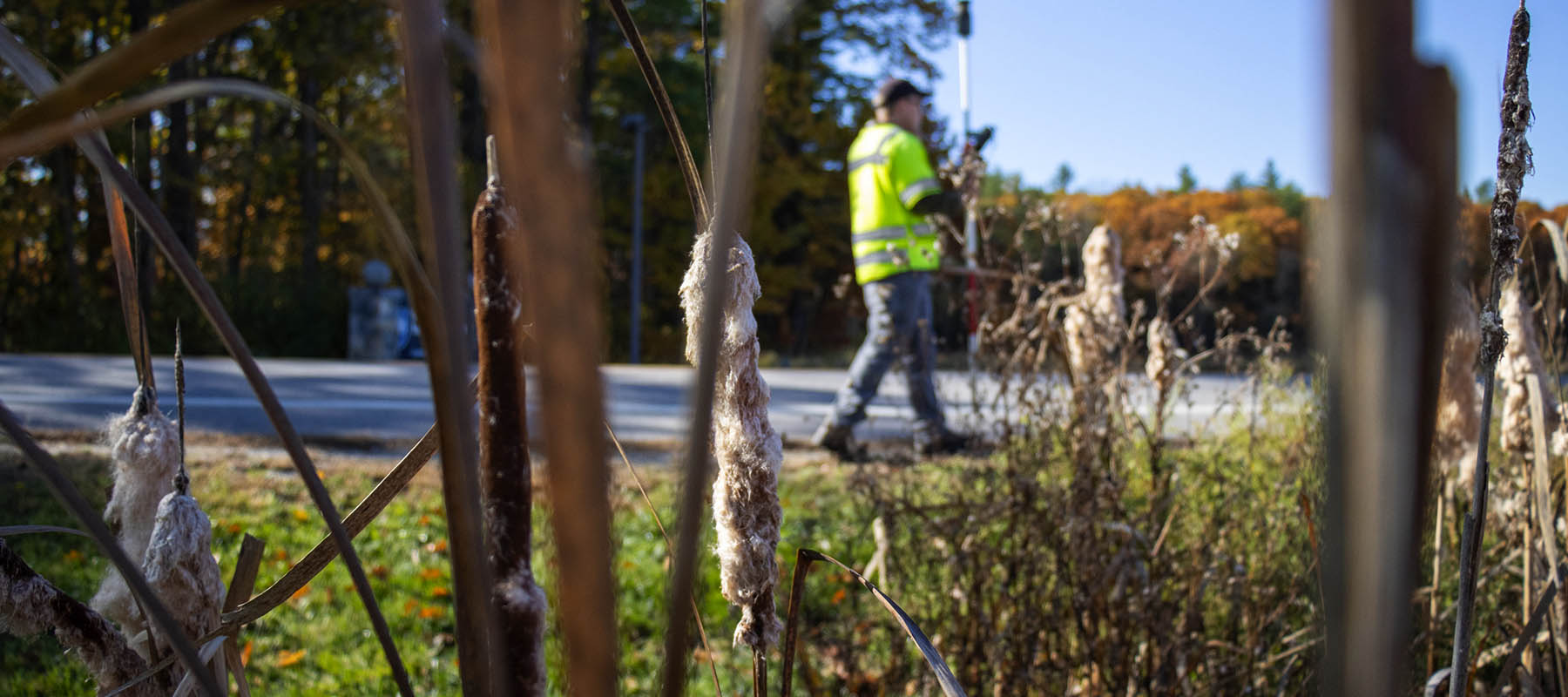 An artistic photo of Dave surveying but there are reeds in the foreground.